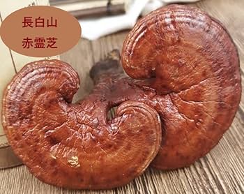 観賞用 さるのこしかけ 2.2キロ 白山 天然物 万年茸 サルノコシカケ 霊芝 観賞用 さるのこしかけ 2.2キロ 白山 天然物 万年茸