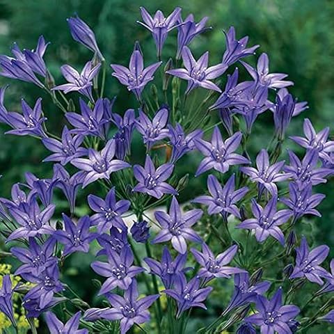 KUVIAS 30 x Brodiaea Queen Fabiola Perennial Spring Flowering Bulbs - Attracts Bees & Butterflies, Perfect for Outdoor & Indoor Plant Gardening - Great Addition for Borders, Shrubs & Rock Gardens Cover