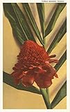 Torch Ginger Flower - Vintage Image