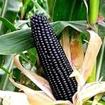 30pcs Black Corn Heirloom Seeds - Non-GMO, Open-Pollinated - Elevate Your Garden with Exotic Beauty