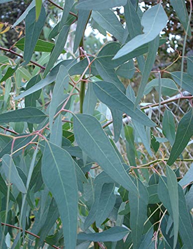 Dried Eucalyptus Leaves/Dried Thailam Leaves 400gm