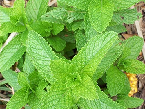 Peppermint Seeds - B321 (1500 Seeds, 1/10 gram)
