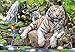 otto Puzzle Adulte Tigre Blancs du Bengale avec Ses Petits au Bord de la Riviere - 1000 Pieces - Animaux Sauvages