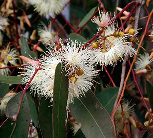 10 Grams Eucalyptus tereticornis, Red Gum, Blue Gum, Flooded Gum, Grey Gum, Mountain Gum, Queensland Blue Gum