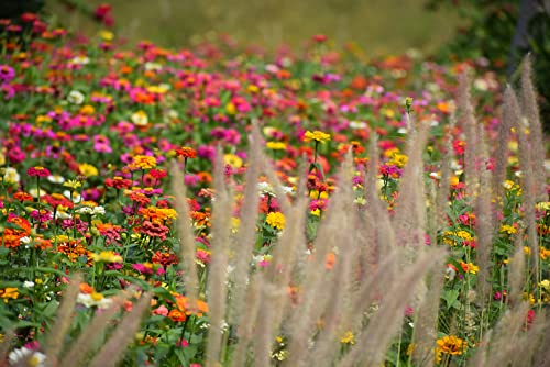 Dahlia Flowered Zinnia Mix Flower Seeds For Planting, 500+ Heirloom Flower Seeds Per Packet, (Isla's Garden Seeds), Non Gmo Seeds, Scientific Name: Zinnia Elegans, Great Home Garden Gift #TOP3