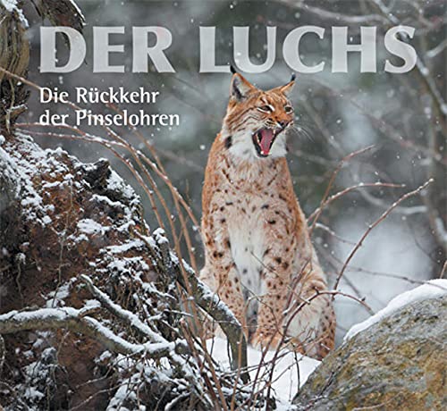 Der Luchs: Die Rückkehr der Pinselohren