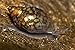 10+ Feeder/Cleaner Tadpole Snails (AKA Bladder or Pond Snails), 1/8-1/4 in - Great Natural Food for Your Puffers, Loaches, Crayfish, Turtle!!!