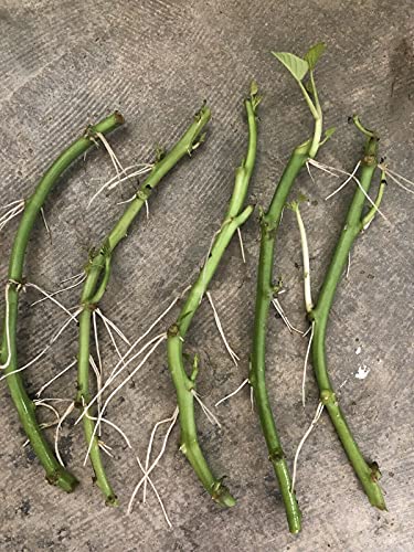 Little Nest Sweet Potato Slips 5 Fresh Cutting Vine with Roots Ready