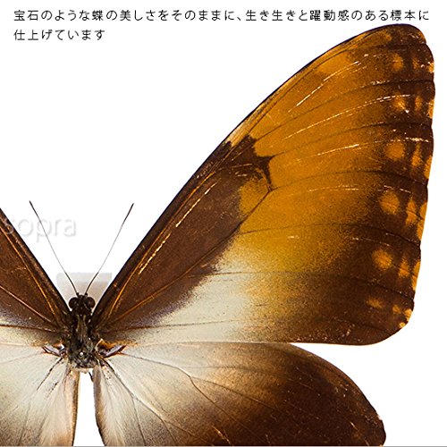 Amazon.co.jp: 蝶の標本 ヘクバモルフォ メタリック調ライトフレーム