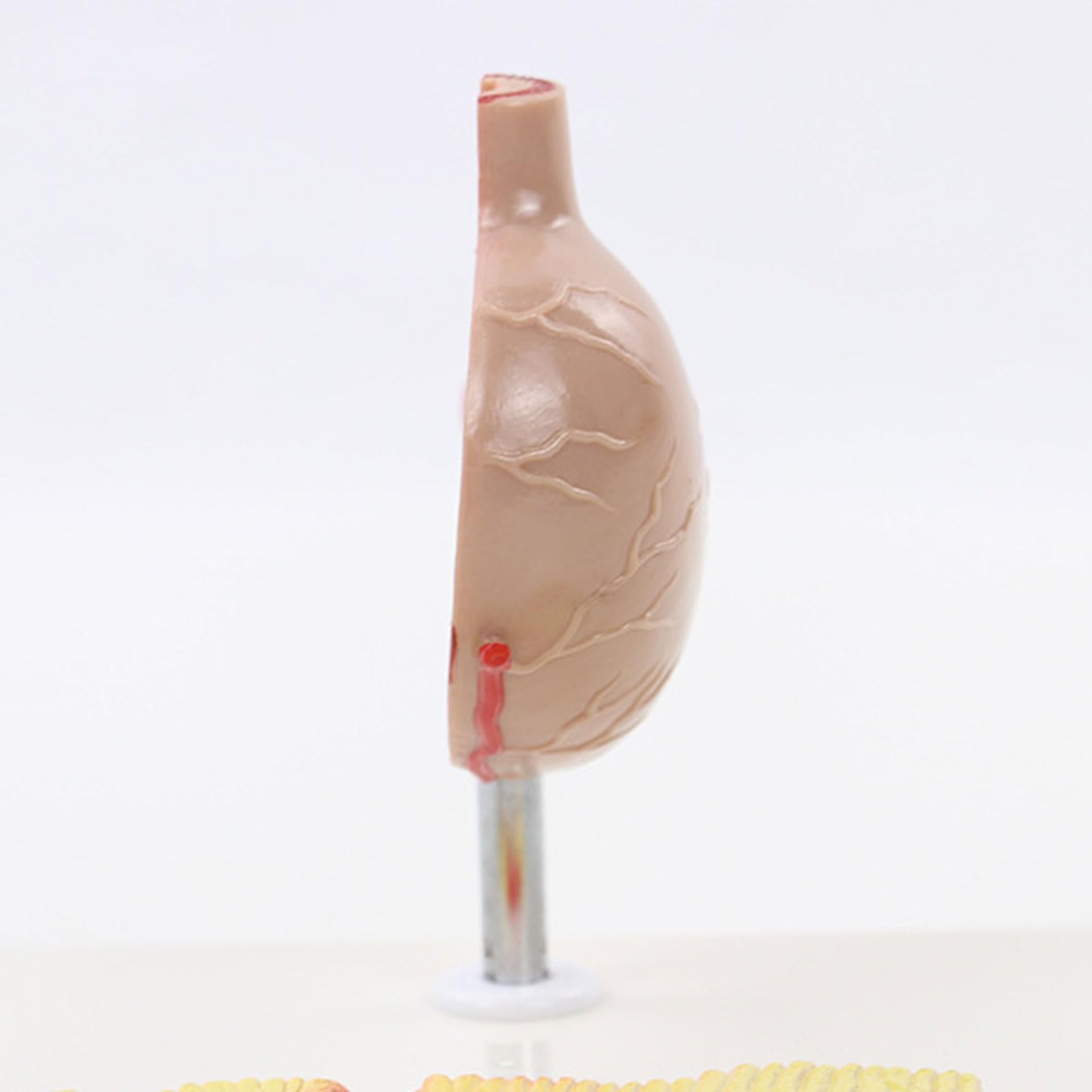 Modelo anatomía estómago tamaño Natural - Modelo anatómico órganos Humanos - Modelo estómago anatómico patológico médico - Modelo Esqueleto para Estudio, exhibición y enseñanza