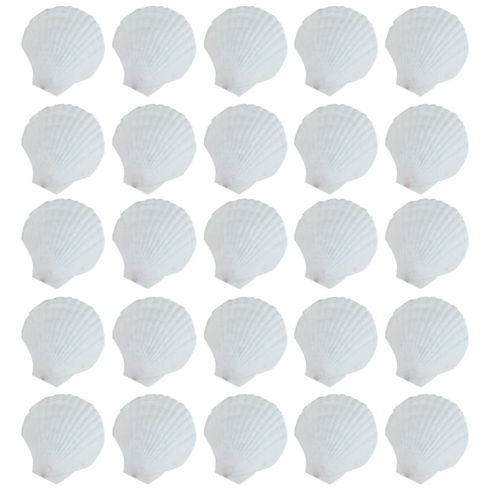 Acfthepiey 25Pcs Natural Scallop Shell, for Handmade DIY Production Handmade DIY Coloring Shell