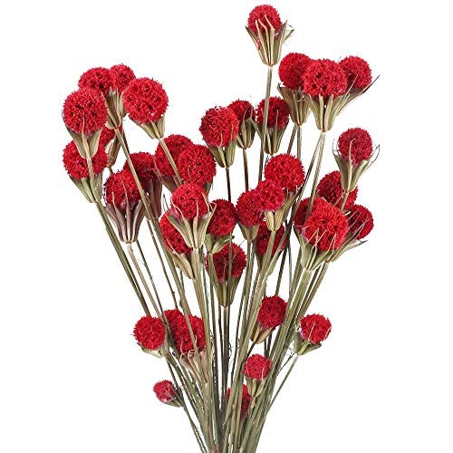 36pcs Fiori Secchi Naturali Bouquet Fiori Secchi di Palla Belga Rossi da Esterno Interno Fiori Essiccati per Decorazioni Casa Studio Cucina Ufficio Soggiorno Camera da Letto Vaso