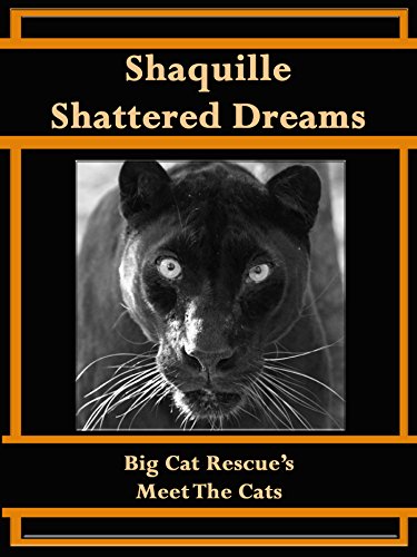 Shaquille, Shattered Dreams (Meet The Cat Book 1)