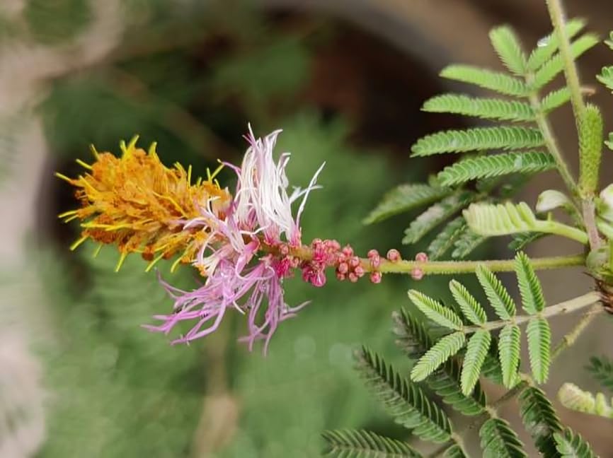 Image of Zxxyanbi Rare Live Indian Good Luck Shami (Prosopis cineraria) Flowers Plant (Height-1-2 Feet) Shami Original Hybrid Variety Lucky Plant For Home Garden Outdoor /Indoor Live Tree | Easy Care |