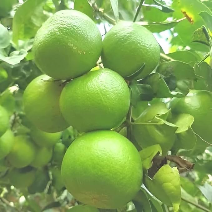 Image of Desi Lemon Fruit Plant Live - Mini Size Baby Plant (1-2 Feet) | Outdoor Citrus Tree for Home Garden | Indian Nimbu Plant | Pack of 1