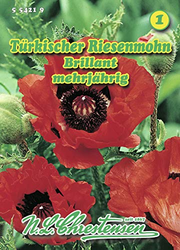 Papaver orientale, Türkischer Riesenmohn, Brillant hellrot N.L.Chrestensen