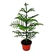Produktbild Zimmertanne - Araucaria heterophylla - 15cm Topf - ca. 40-50cm hoch