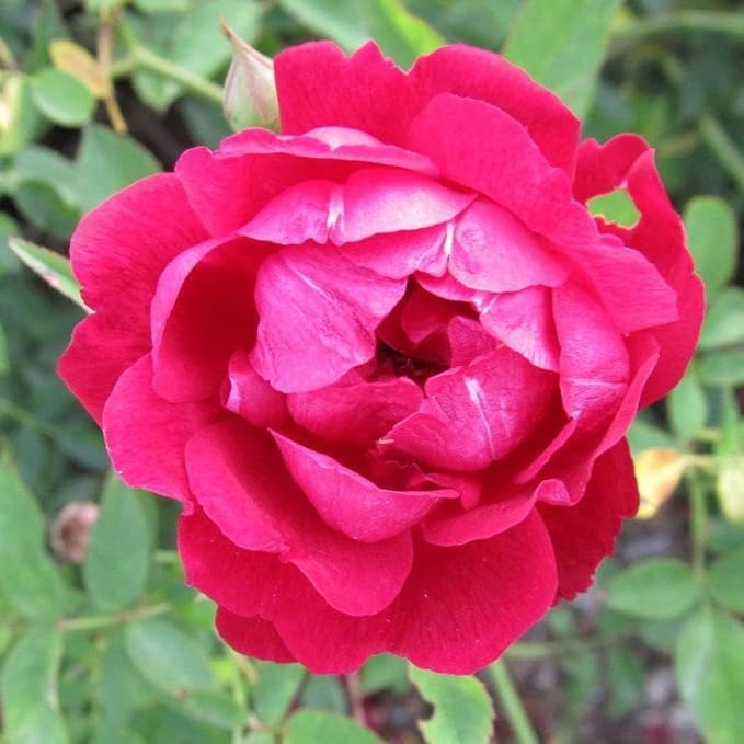 Image of Live Red Rose Plant in Black Pot, Fragrant Flowering Shrub, for Home Garden, Balcony, and Decoration, All Season Indoor Outdoor