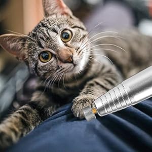 2-Pack-Nail-Replacement-Dog-Nail-Replacement-Tips-Professional-Spare-Grinding-Head-for-Dog-Electric-Claw-Nail-Grooming-Tool - Cucciolini Doodles   2-Pack-Nail-Replacement-Dog-Nail-Replacement-Tips-Professional-Spare-Grinding-Head-for-Dog-Electric-Claw-Nail-Grooming-Tool