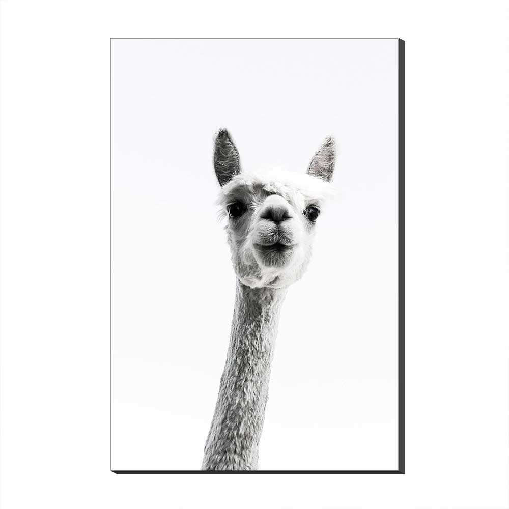 Tableau lamas animal cadre inclus pour égayer vos murs vides