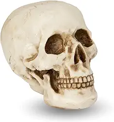 Caveira Crânio Tamanho Real Grande Esqueleto Decorativo em Resina, Anatomia Humana, Cabeça Osso Decoração Halloween Realista - La Nacasa