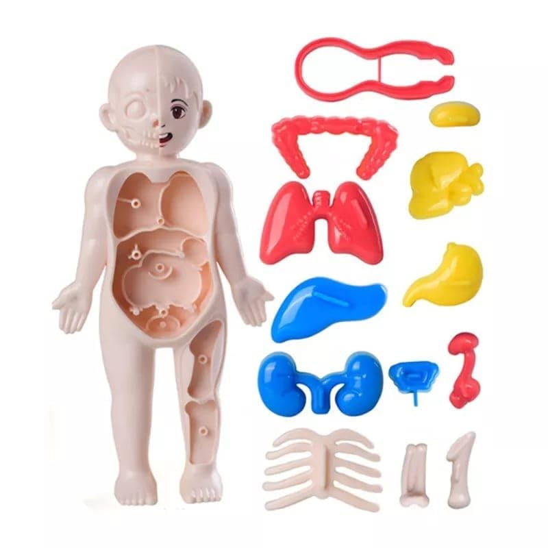 Ji and Ja® Kids 3D Human Body (Part Model Educational Toy Set Detachable Human Organs Model Human Anatomy Model Human, Easy Learning Skill, Pretend to Play