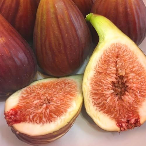 イチジク【完熟 いちじく】愛知県産 朝摘み もぎたて 厳選 生いちじく ふわトロ 無花果 農家 農園からお手元へ【冷蔵】クール便 箱買い 贈答 ギフト ゆりかーごのサムネイル