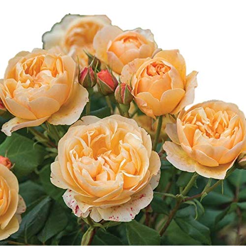 Amazon | バラ苗 【ロアルドダール】 (大苗) シュラブ 半つる性