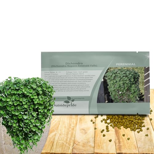 Outsidepride Perennial Dichondra Emerald Falls Seed - 15 Pcs Drought & Heat Tolerant, Low-Growing, Ground Cover Seeds for Planting Lush Green Ground Cover for Gardens, Pathways & Container Planting