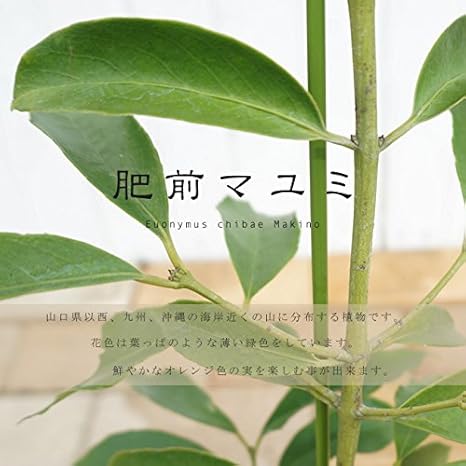 Amazon 肥前マユミ ポット苗 庭木 常緑小高木 オレンジ花が魅力的 植木