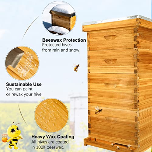 MayBee 10-Frame Langstroth Beehive Dipped in 100% Beeswax, Complete Bee Hives and Supplies Starter Kit Includes 2 Deep Hive Bee Box and 2 Bee Hive Super with Beehive Frames and Foundation