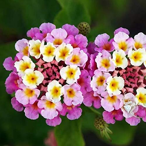 Lantana Camara Zaden, 100 Stks/zak Lantana Camara Zaden Sunshine Liever Plant in Lente Productieve Onamental Lantana… - Afbeelding 3