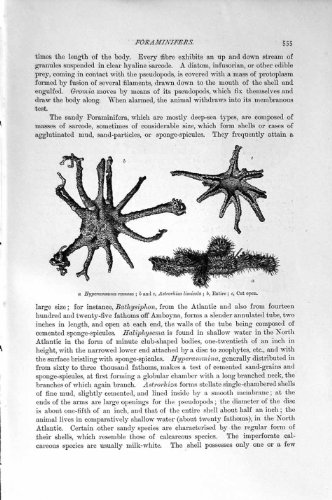 original old antique victorian print HISTOIRE NATURELLE 1896 ORBITOLITES PERTUSUS ASTTOTHIZA original old antique victorian print HISTOIRE NATURELLE 1896 ORBITOLITES PERTUSUS ASTTOTHIZA