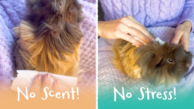 Kavee Wheeky Clean Guinea Pig And Rabbit Cage Cleaning Wipes (150 Wipes