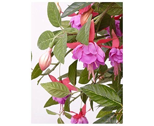 Amazon.de: AUSLAUF - Knstliche Fuchsie am Stamm 90cm hoch im Topf mit 666  Bltter und 126 violetten Blten