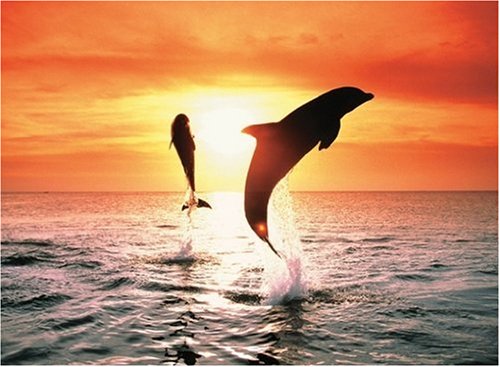 Preisvergleich Produktbild Ravensburger 14637 - Delfine beim Sonnenuntergang - 500 Teile Puzzle