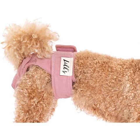 Läufigkeitshose für Hündinnen | waschbar Cover