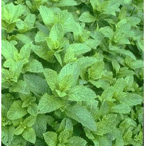Mint Seeds Mentha Piperita for Cooking Cover