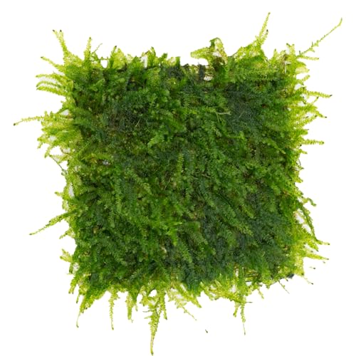 AquaBreedingSkill mousse de Taiwan sur grille en acier inoxydable 8×8 cm – Taxiphyllum sp. mousse d’aquarium vivante – tapis de mousse prêt à...