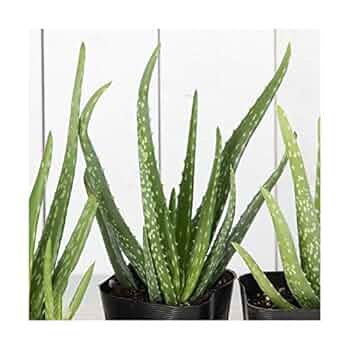 アロエベラ　3個セット Amazon | 3本セット アロエベラジュース(フォーエバーリビング