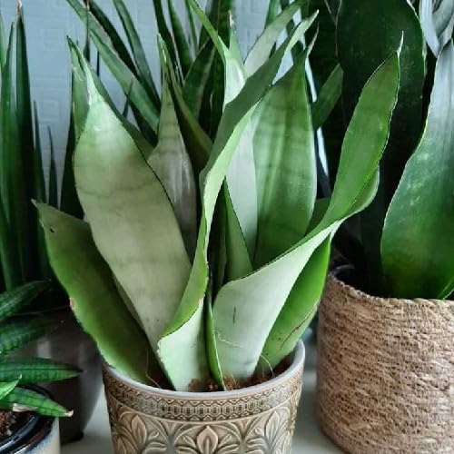 Moonshine Snake Plant, Indoor Air Purifying Plant with Silver Foliage, Drought Tolerant Sansevieria for Home and Garden (Pack of 1 With Pot)-image-46