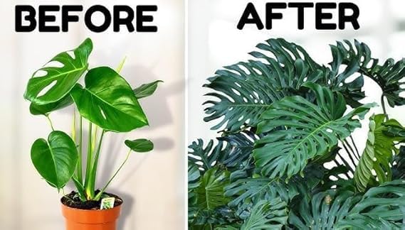 Image of Original Monstera Deliciosa Live Plant with Grow Bag and Pot | Air Purifying Tropical Indoor Houseplant | Lush Green Foliage Plant for Home Office Living Room Garden Decor | Indoor Plant Pack of 1