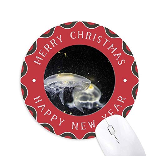 CmNQȊw͎R̎ʐ^ ~`S̃NX}X}EXpbh