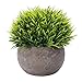 HC STAR Artificial Plant Potted Mini Fake Plant Decorative Lifelike Flower Green Plants - 1201
