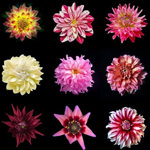 10 pezzi dalias bulbi resistenti perenni - decorazione balcone giardino, resistenti giardino, decorazione bulbi precoce,