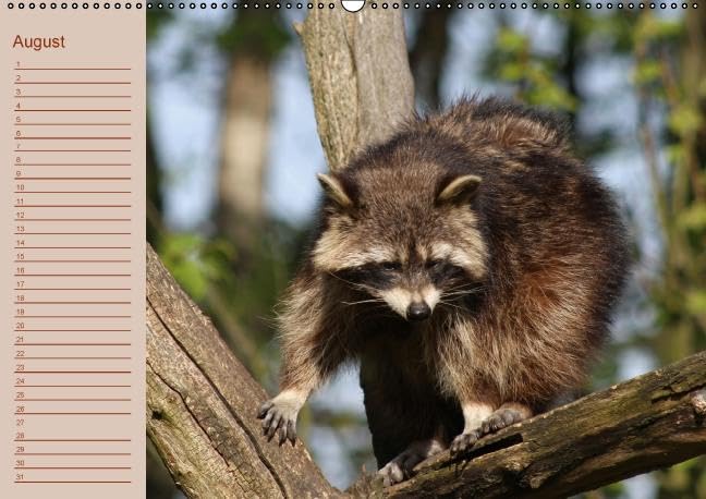 Waschbären / Geburtstagskalender (Wandkalender immerwährend DIN A2 quer): Der waschbärige immerwährende Geburtstagskalender (Monatskalender, 14 ... + Martina Berg, Pferdografen.de
