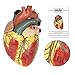 Large Human Heart Model, 3x Life-Size, 3-Part Numbered Anatomical Heart Illustrates 34 Internal Structures, Magnetically Connected, Includes Product Manual, Made by Axis Scientific