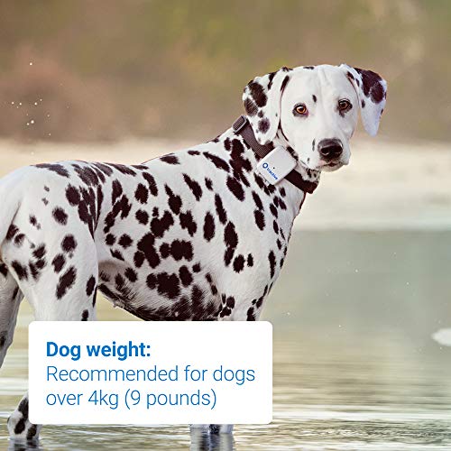 Tractive GPS Tracker für Hunde - Peilsender mit unlimitierter Reichweite