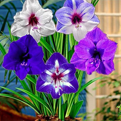 Ideale Amaryllis Schattentolerante Premium üBerraschend Wachsend Lange BlüTezeit GemüTliche Gartenoase Gartendekoration Seltene -1Amaryllis-A