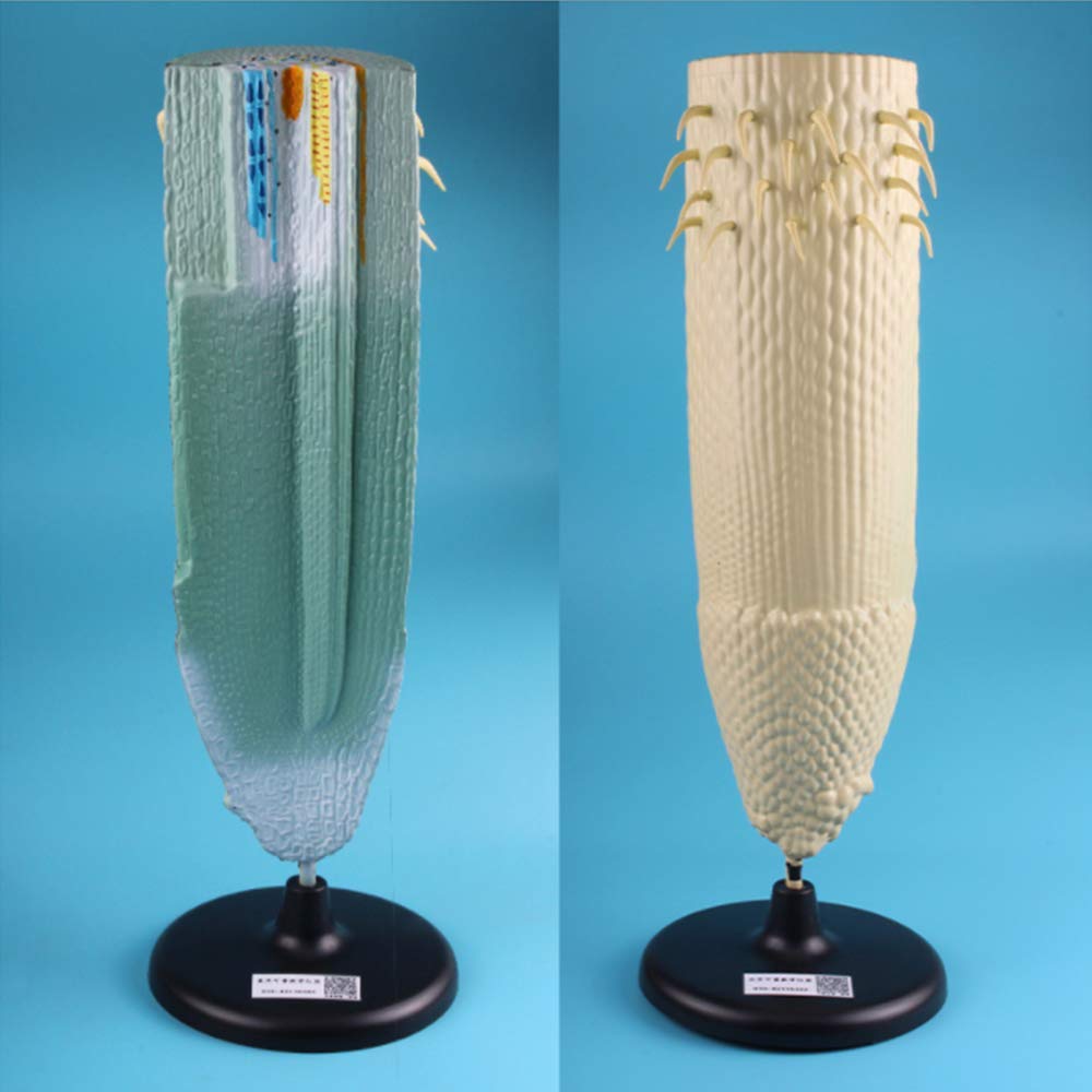 sjdoPulse Root Longitudinal Section Model Plant Anatomical Anatomy Model - Pvc Scientific Anatomical Plant Model - for Junior High Biology Teaching Instrument Demonstration Tool